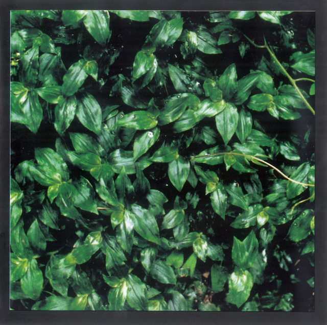 ココロに花を ‑「アルバム」by エレファントカシマシ | Spotify