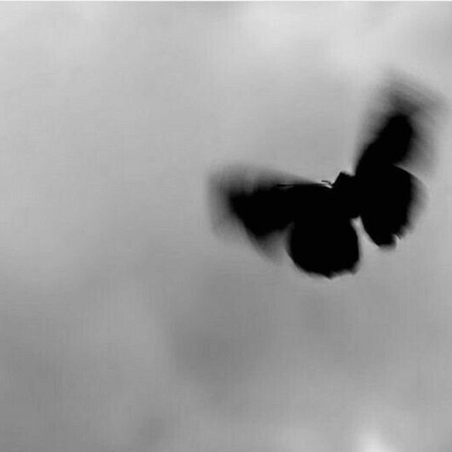 A Rose Blooms In Chaos — 11s · 1 song
