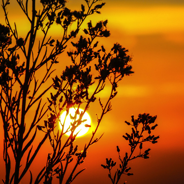 Soothing Beautiful Morning Playlist | Reflexology, Forest Relaxation cover art