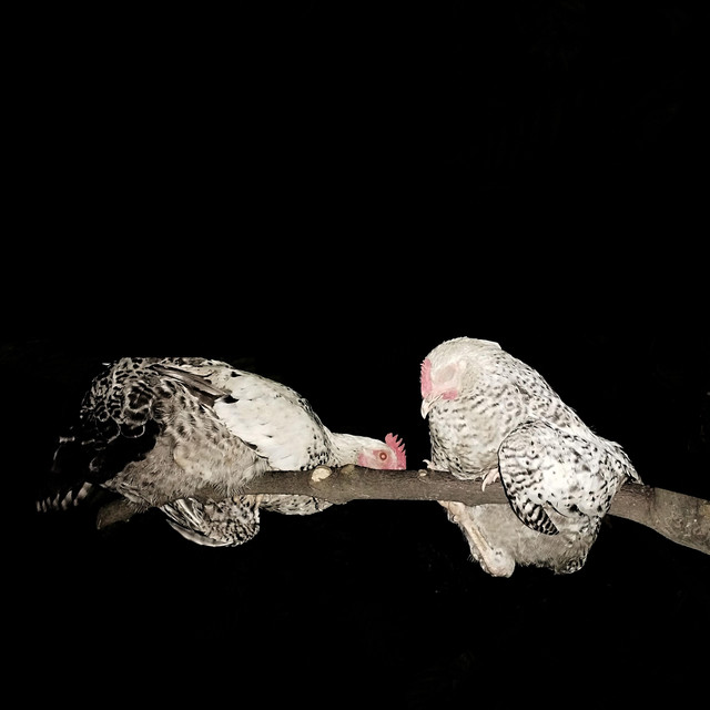 Haven cover art