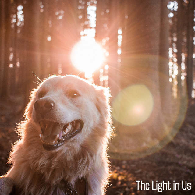 The Light in Us cover art