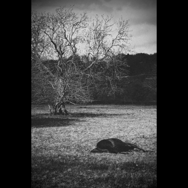 BLACK DESTRIER