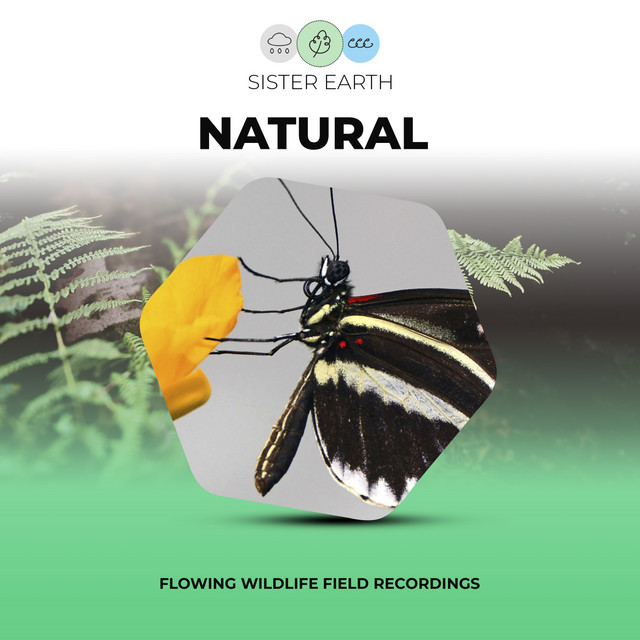 Flowing Natural Wildlife Field Recordings cover art