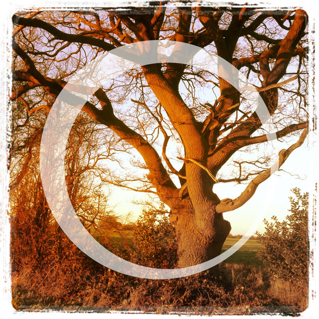 BeeWings cover art