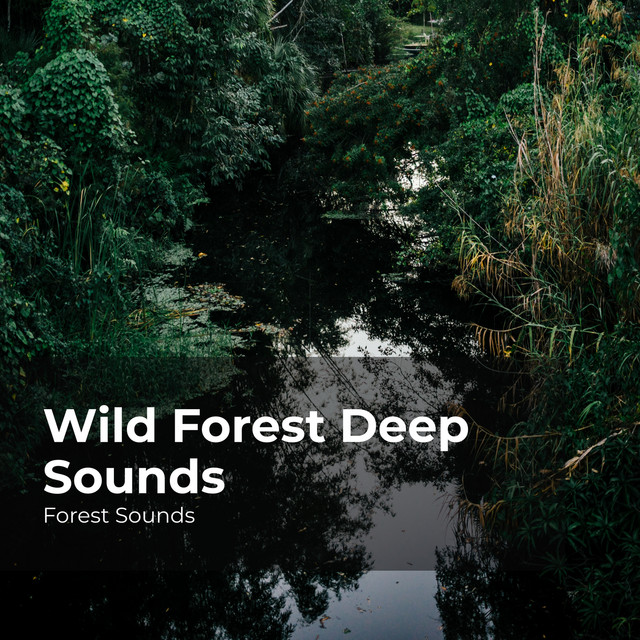 Wild Forest Deep Sounds - Album by Forest Sounds | Spotify
