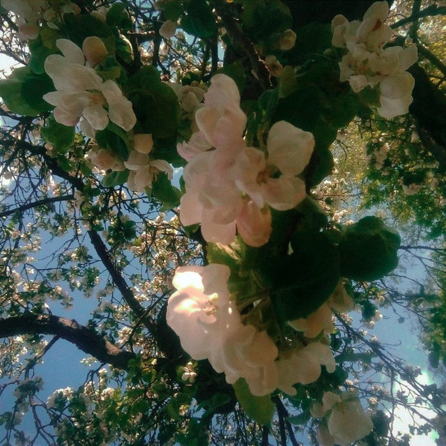AMOUR DE FLEURS cover art