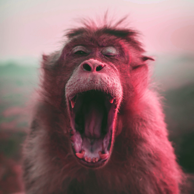 Primates cover art