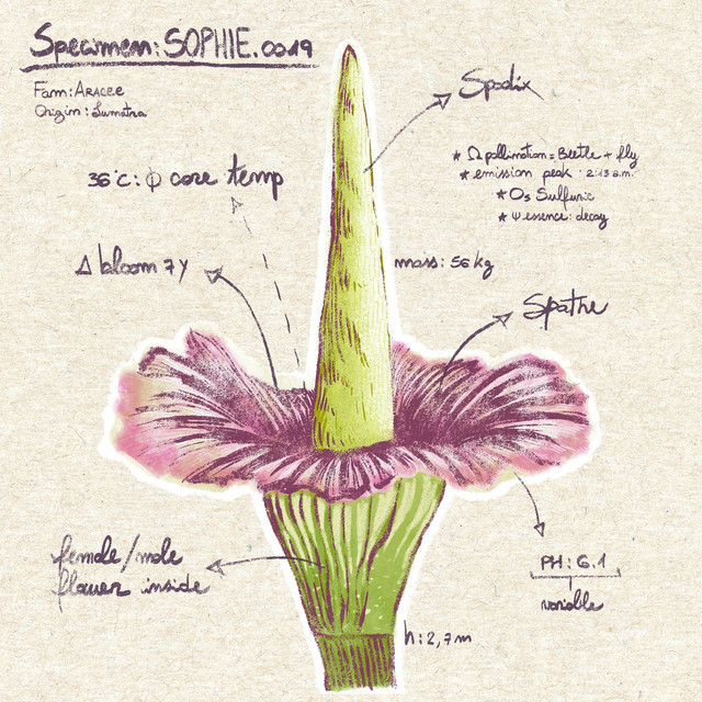 Sophiè.0019 cover art