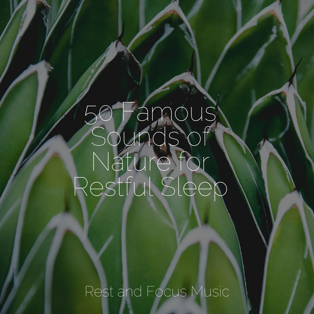 50 Famous Sounds of Nature for Restful Sleep - Album by Avslappning ...