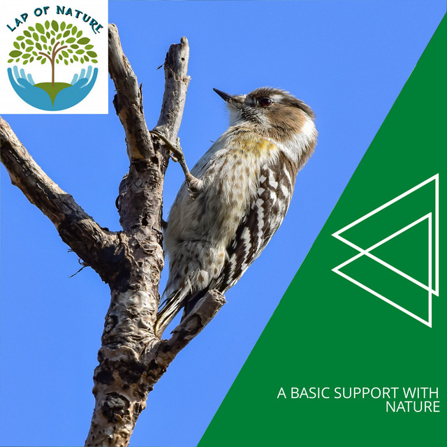 A Basic Support With Nature cover art