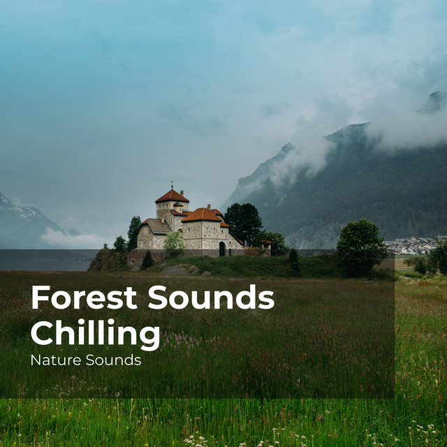 Forest Sounds Chilling - Album by Nature Sounds | Spotify