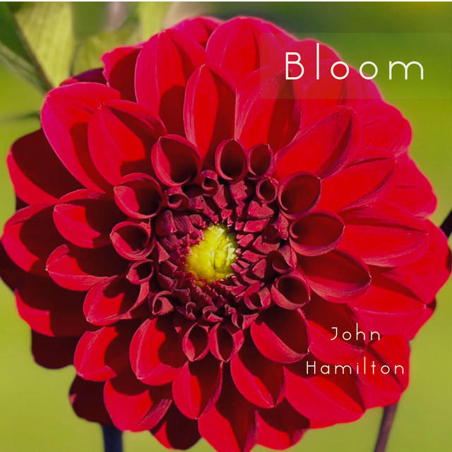 Bloom