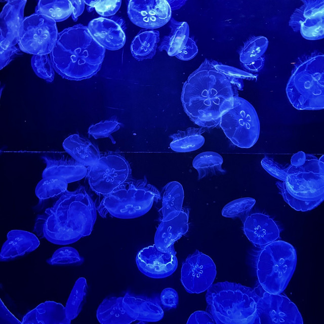 愛海