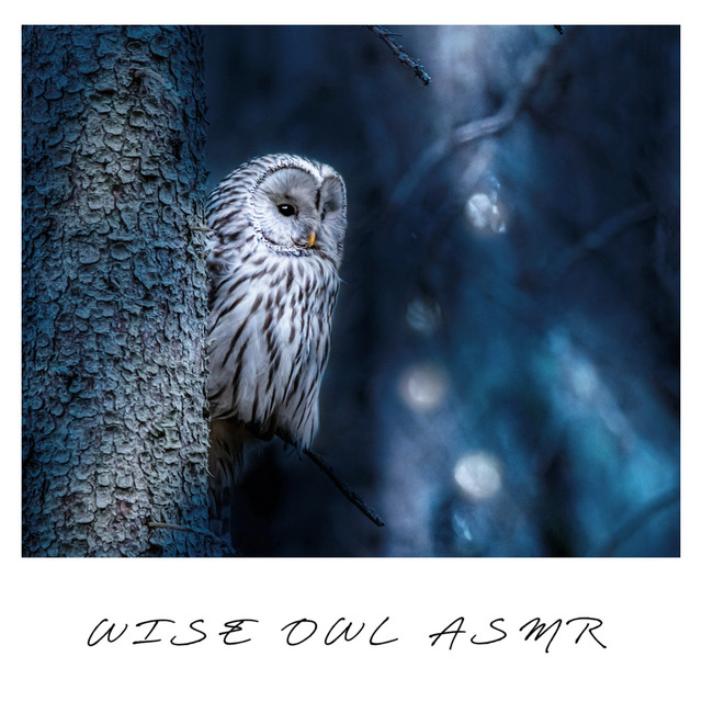 Wise Owl ASMR cover art