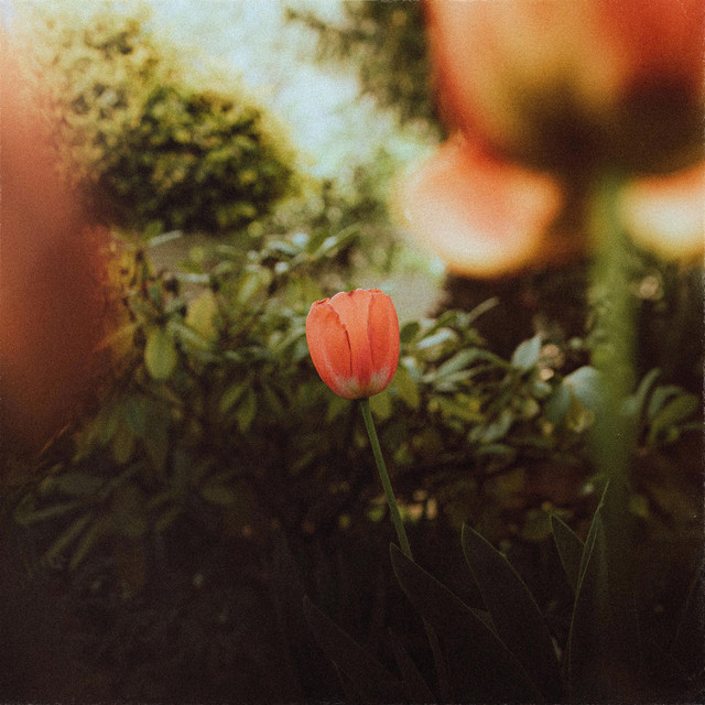 Tulip