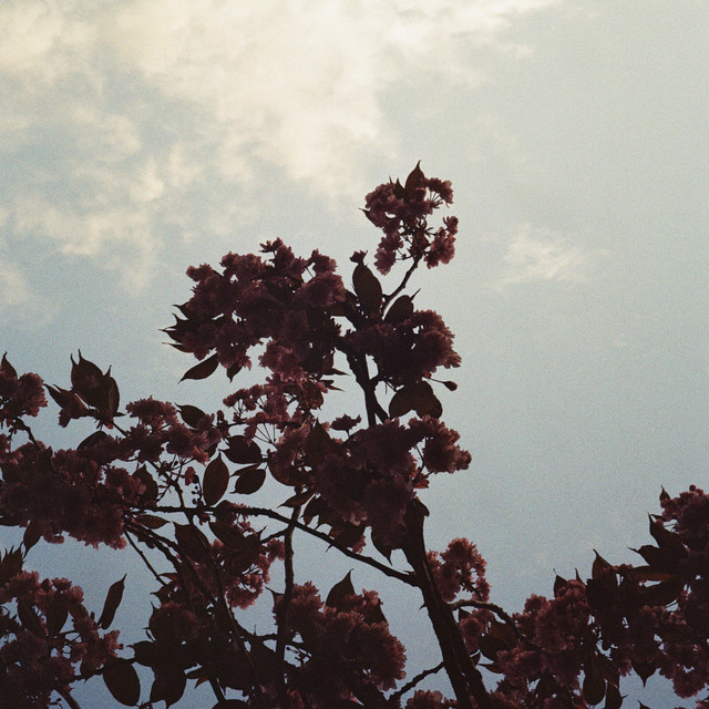 Higher cover art
