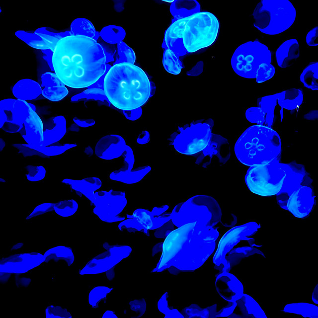 i cant walk you through it (demo)