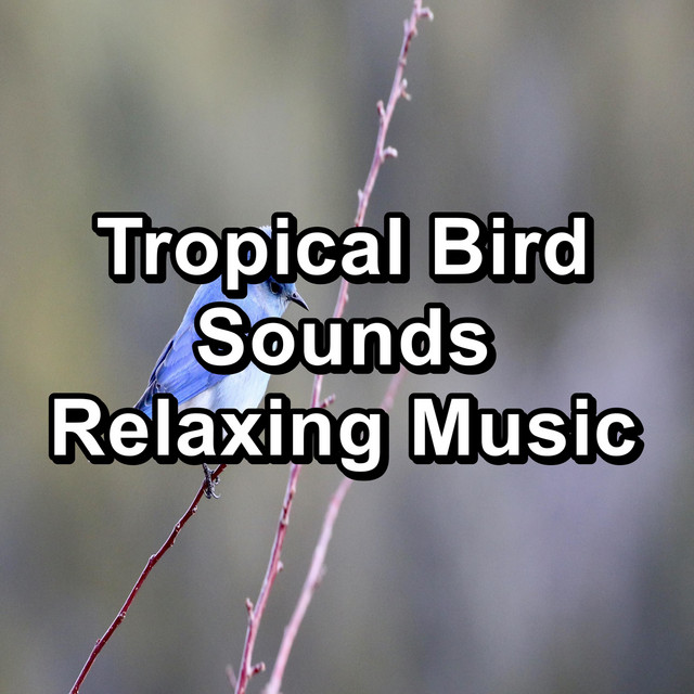 Tropical Bird Sounds Relaxing Music cover art