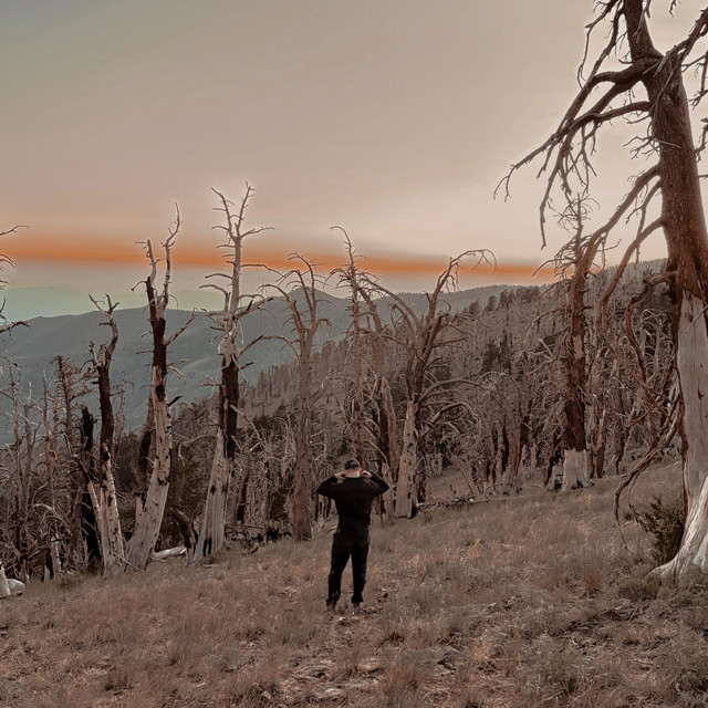 gone without a trace cover art
