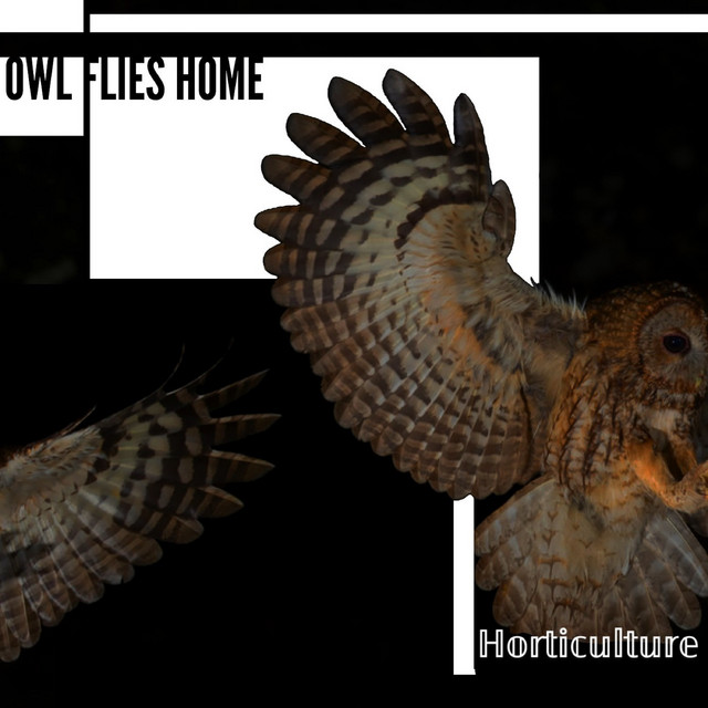 Owl Flies Home cover art