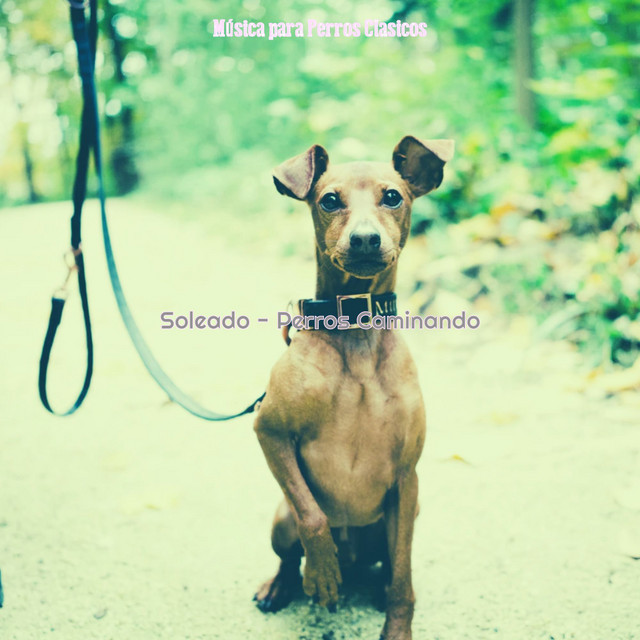Soleado - Perros Caminando cover art