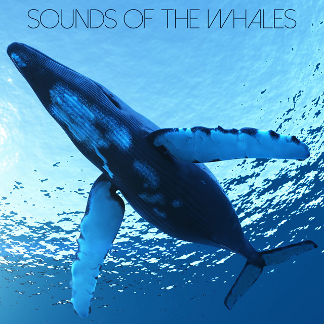 Sounds of the Whales cover art