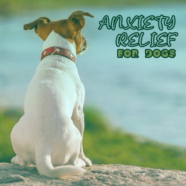anxiety-relief-for-dogs-spa-for-pets-album-by-pet-music-academy