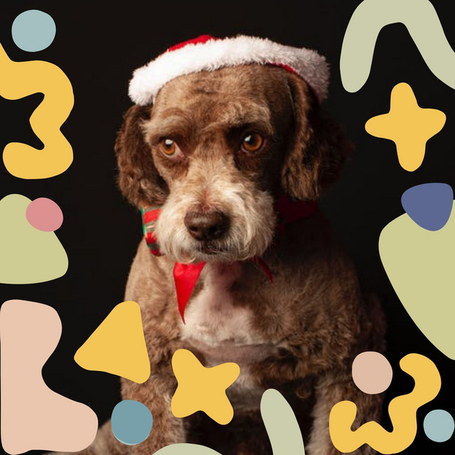 Latin Trumpet - Background for Most Loyal Hounds cover art