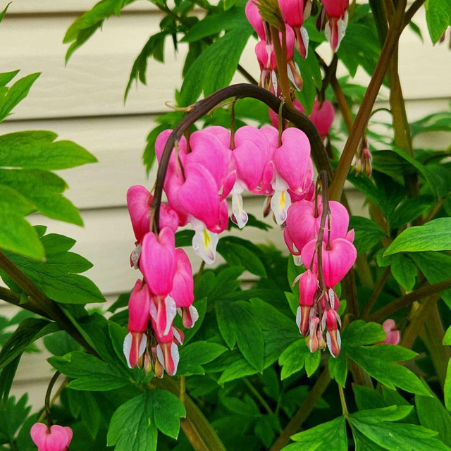 bleeding heart cover art