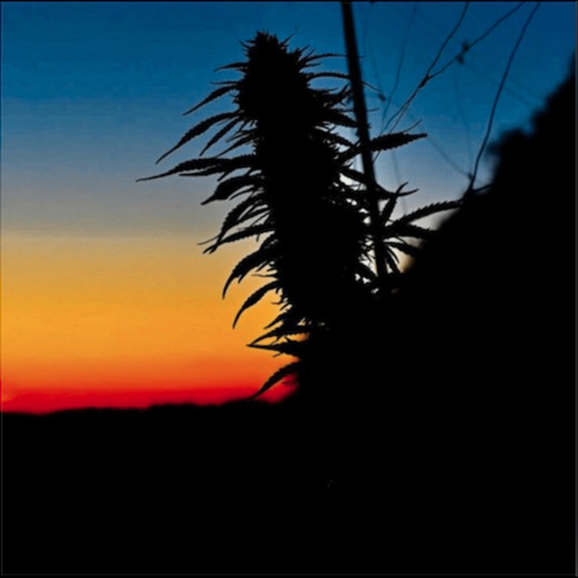 9 cover art