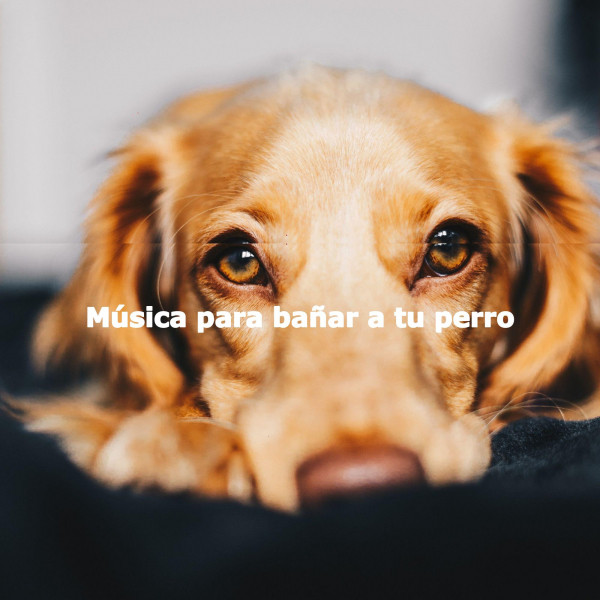 Música para bañar a tu perro cover art