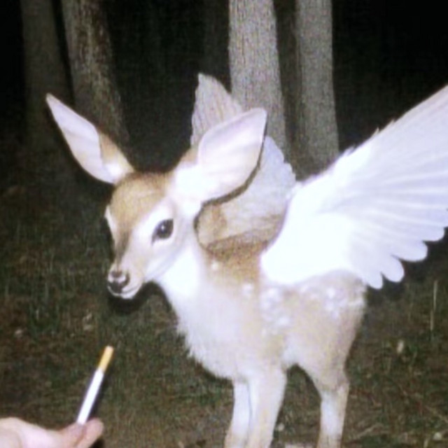 forest pt2 cover art