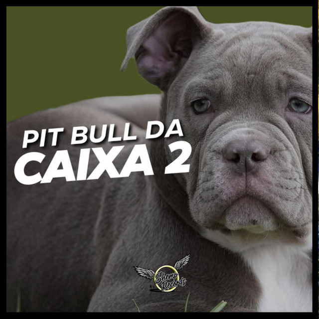 Pit Bull Da Caixa 2