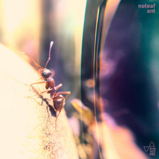 Обкладинка noteaf — Ant