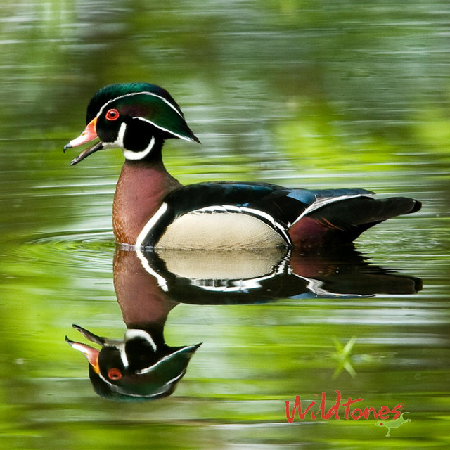 Ducks, Geese, Waterfowl and Game Bird Calls cover art