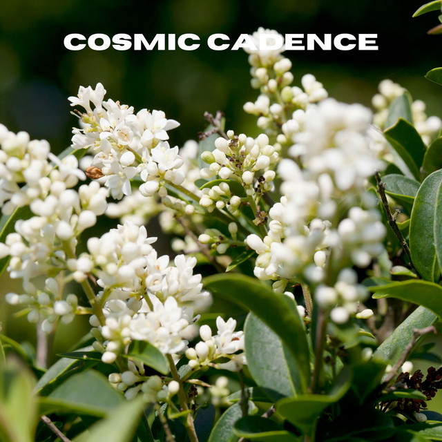 Cosmic Cadence