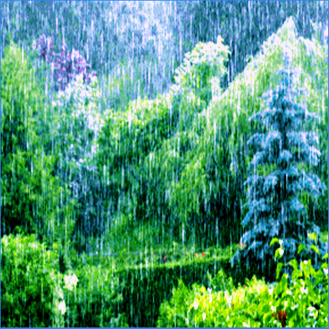 Rainforest