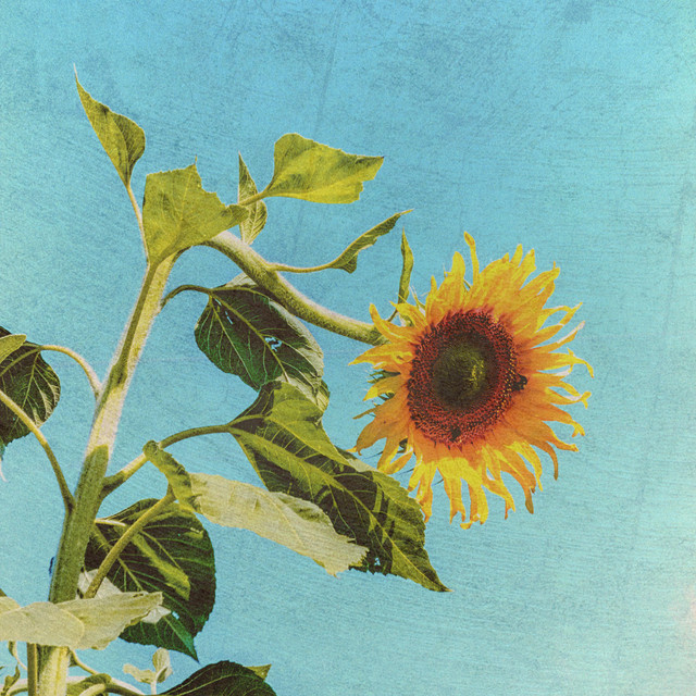 a flower that grows