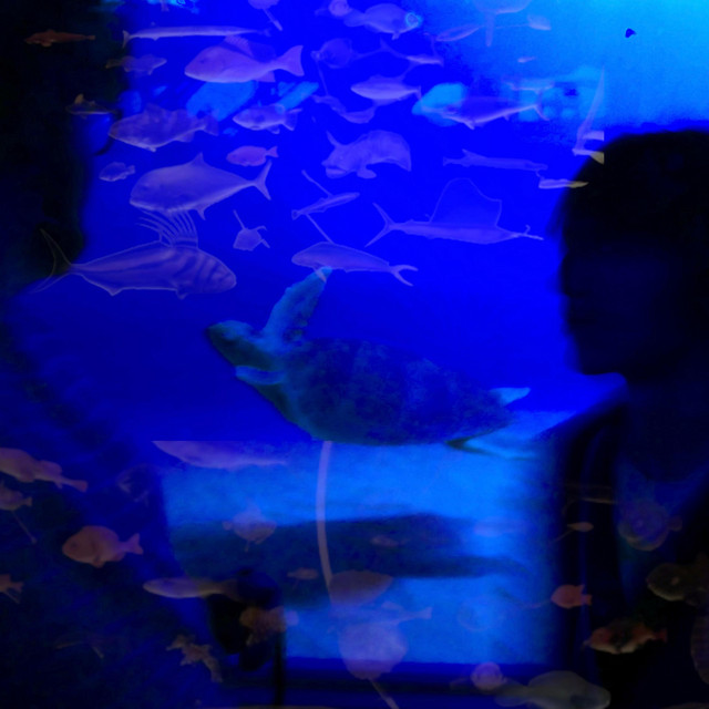 Aquariums