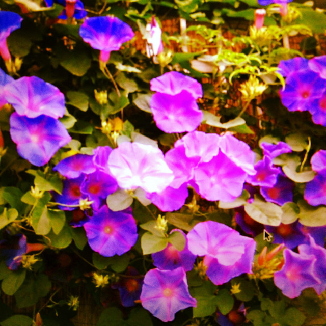 Flowers cover art