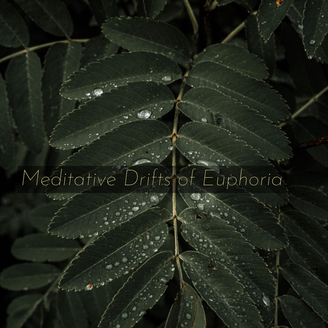 Meditative Drifts of Euphoria cover art