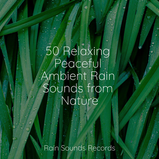 50 Relaxing Peaceful Ambient Rain Sounds from Nature - Album by Musica ...