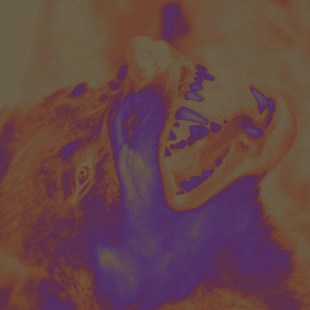 Wolf cover art