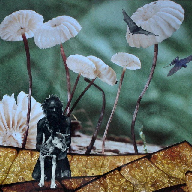 Dingo Babies cover art