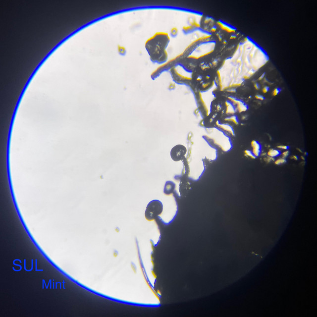 SUL cover art