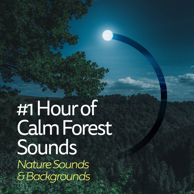 #1 Hour of Calm Forest Sounds cover art