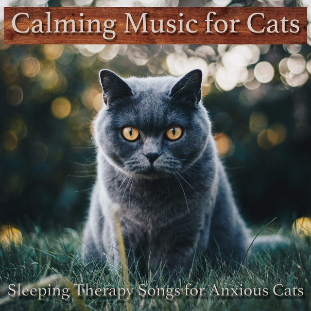 Image result for Calming Music for Cats: Sleeping Therapy Songs for Anxious Cats - Album ...