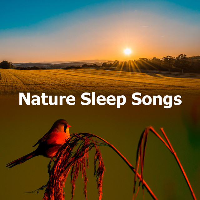 Nature Sleep Songs - Album by Sound Sleeping | Spotify
