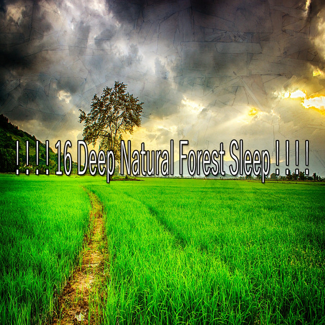 16 Deep Natural Forest Sleep ! ! ! ! - Album by Nature Sounds | Spotify
