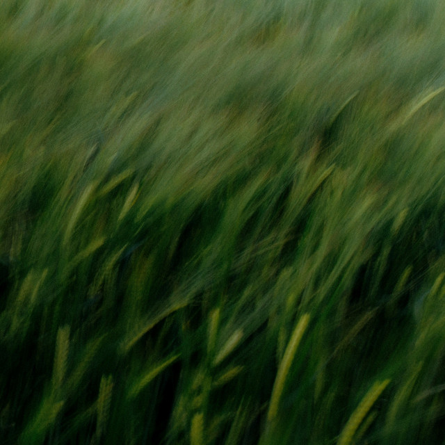 Tall grass